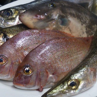 [Liver seafood from Sashima Fishing Port]