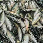 This is a seafood specialty restaurant that serves raw mackerel, which is rare in the Kanto region.