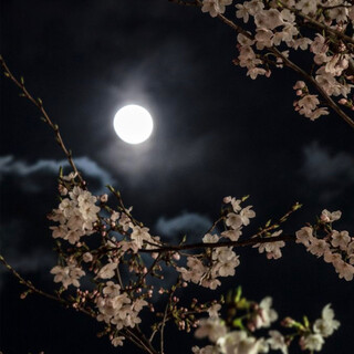 赤坂サカスの夜桜ディナー