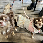 フロックス ローカル マーケット - お客さんが連れてこられていたわんこたち…