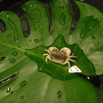 網元イタリアン - 