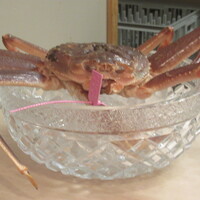 日本料理 かしづき - 兵庫　柴山の活き松葉ガニ