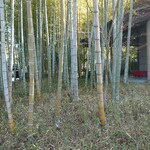 ロペ倶楽部 テラスレストラン - 竹林