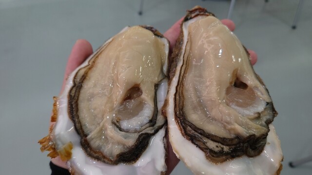 魚介類 濱喜（ギョカイルイハマキ） - 南気仙沼（その他）の写真