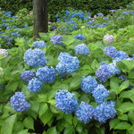 伊藤久右衛門 宇治本店 - この辺りは、土が酸性なのか美しい青色。