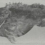 一期一会 よねさん - 