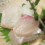 Onzoushi Matsuroku-Ya - 縞鯵、鯛、烏賊（ﾀﾞｯﾀｷｶﾞ･･･）