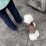 ハヤママーケット日曜朝市 - 愛犬も行列に並ぶ笑
