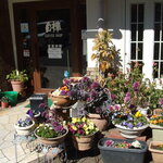 白樺 - いつもながらきれいな入り口の鉢植え