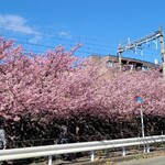 海わ屋 - 河津桜