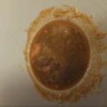 ヴィラ・デル・ソル - (2013/6)磯魚の裏ごしスープ