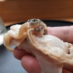 寿司割烹 魚紋 - 煮蛤。リフト(^-^)/