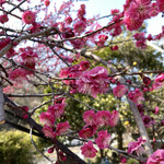 葉月 - 駐車場の梅の花は満開でした。