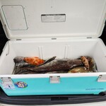 ドジャース 男鹿店 - 