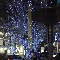 フィオレンティーナ -  フィオレンティーナ -