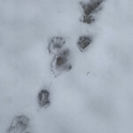 CHOICE - 参考写真、熊は冬眠してるし、大きな足跡‼️
      猿❓
      雪男❓((((；ﾟДﾟ)))))))