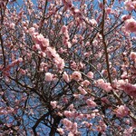 ガリレオ 八兵衛 - 春だね～