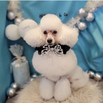 SIZZLE - お留守番の愛犬ベル