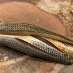 鮨桂太 - コハダ