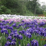 ハッピー・バースデー - 播州花菖蒲園にて①