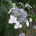 ハッピー・バースデー - 播州花菖蒲園にて②