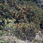 江之浦リトリート 凛門 - 蜜柑②