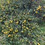 江之浦リトリート 凛門 - 蜜柑①