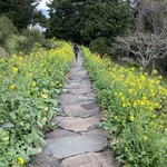 江之浦リトリート 凛門 - 菜の花の小径