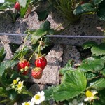 Strawberry Field - 