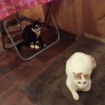 パドマ カレーハウス - 何故か猫二匹が出迎え