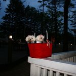 ドッグデプトガーデン - 外観真っ暗で見えません。。。