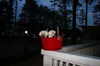 ドッグデプトガーデン - 外観真っ暗で見えません。。。