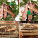 丹後温泉 立岩の湯 はしうど荘 - タグ付間人ガニの夕食を選択。はしうど荘(京都府京丹後市)TMGP撮影