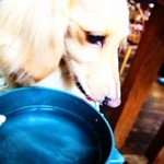 アーヴィング プレイス - 