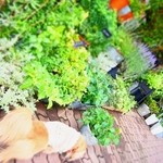 アーヴィング プレイス - 