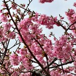 塩湯 - 津久見の河津桜