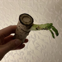 中土 - 