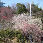 郷林 - 満腹の帰り道。青木葉公園の隣家の庭の借景