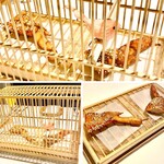 レスト ケイ ヤマウチ - パリッとした皮面で中はジューシーな手羽先、胡麻がアクセントでしっかりした味。演出に驚く