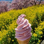 松田山ハーブガーデン　 - 桜餅入りの桜ソフトクリーム。