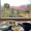 伊豆長岡温泉　ホテル天坊 - 2月末、窓から河津桜を見ることが出来ました。