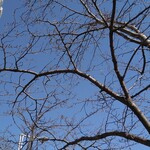 ラーメン二郎 - 桜が待ち遠しい