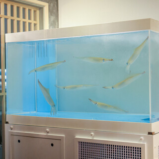 鮮度抜群！泳ぎイカ【コースでお得にご案内】