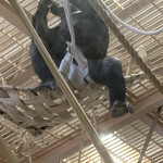 にぎり鮨 一五〇 - 飼育員さんから　エサを貰うシャバーニ　近くで見るとドデカいんですよ‼︎ ^_^