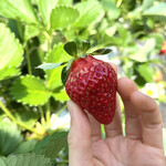 姫路ハートフル観光農園 - 