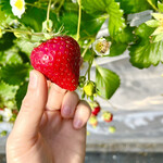 姫路ハートフル観光農園 - 