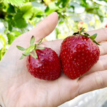 姫路ハートフル観光農園 - 