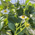 姫路ハートフル観光農園 - 