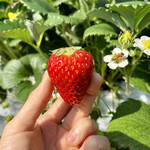 姫路ハートフル観光農園 - 