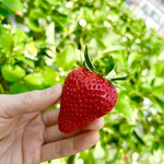 姫路ハートフル観光農園 - 